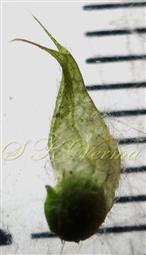  Inflated calyx
